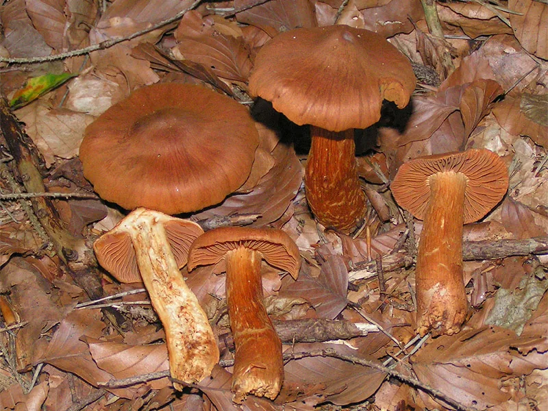 Cortinarius rubellus (Cortinarius rubellus) — photo mycologique