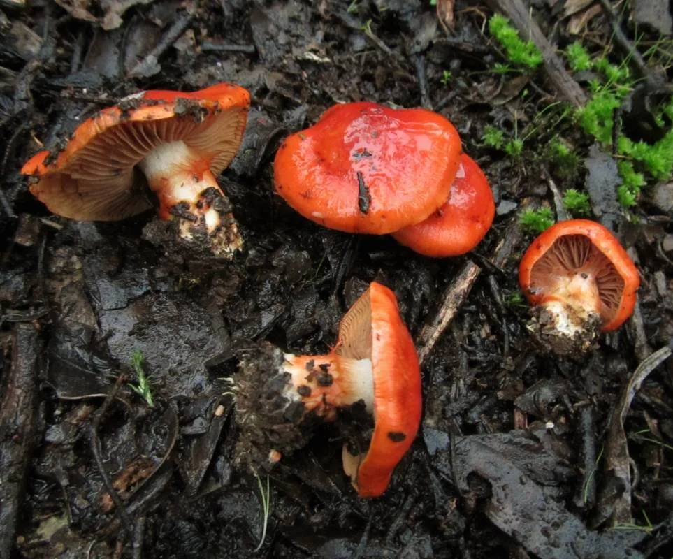 Cortinarius ruber (Cortinarius ruber) — photo mycologique