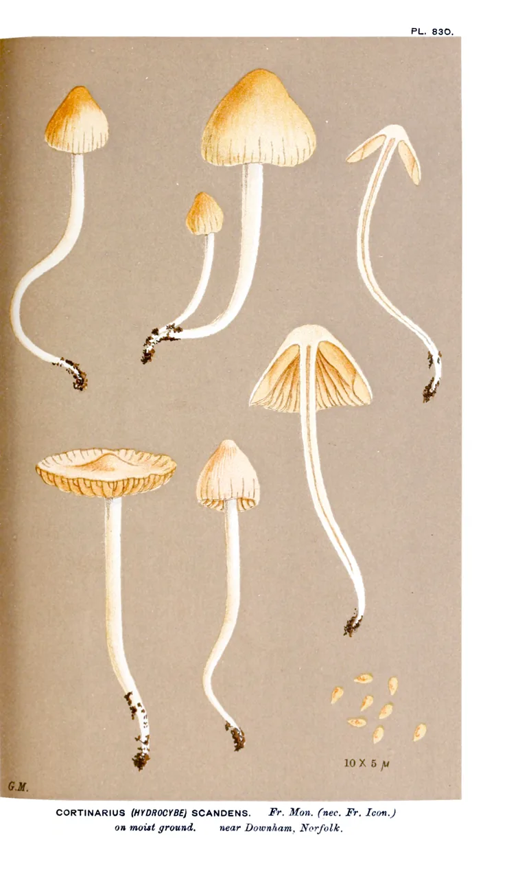 Cortinarius scandens (Cortinarius scandens) — photo mycologique