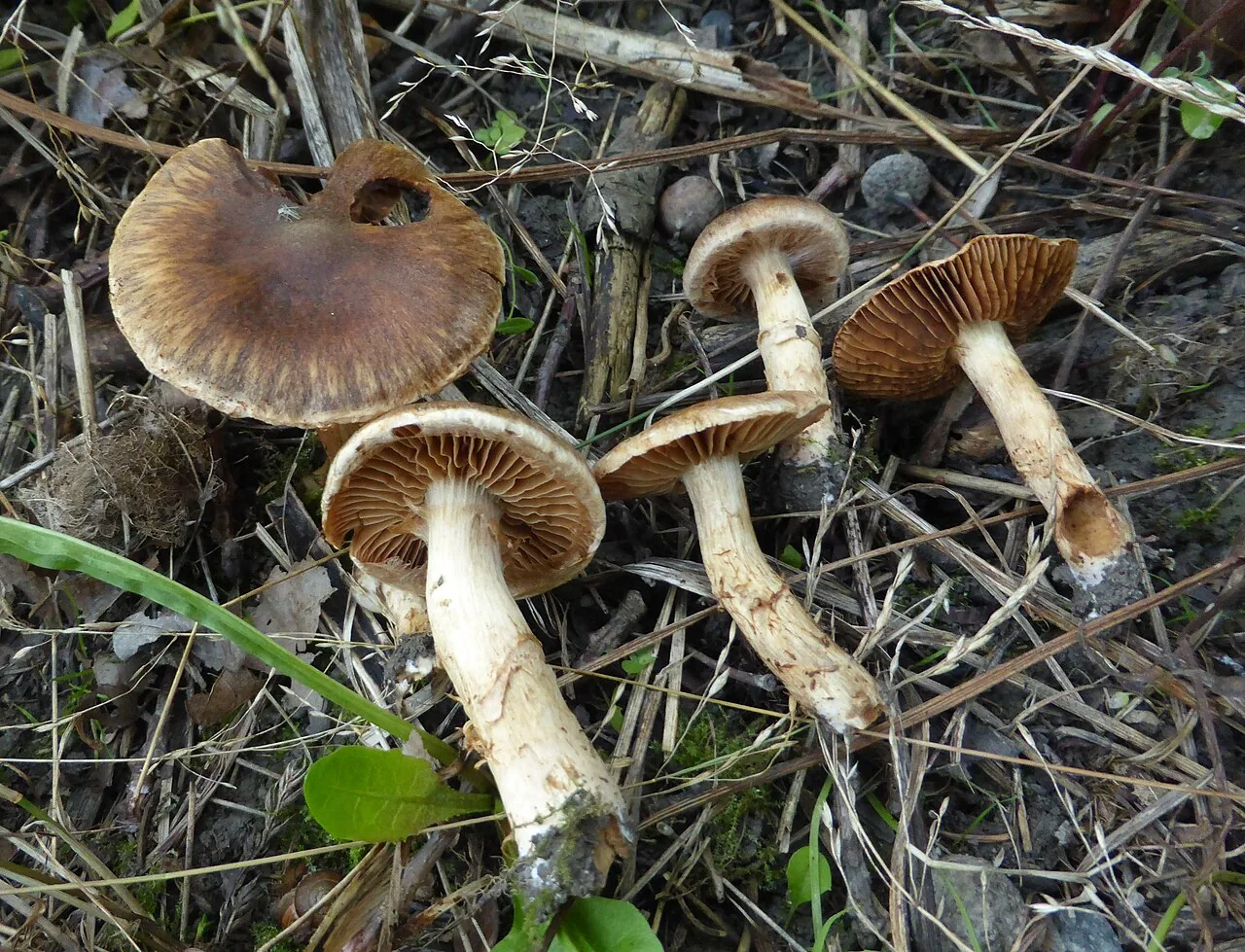 Cortinarius semiodoratus (Cortinarius semiodoratus) — photo mycologique
