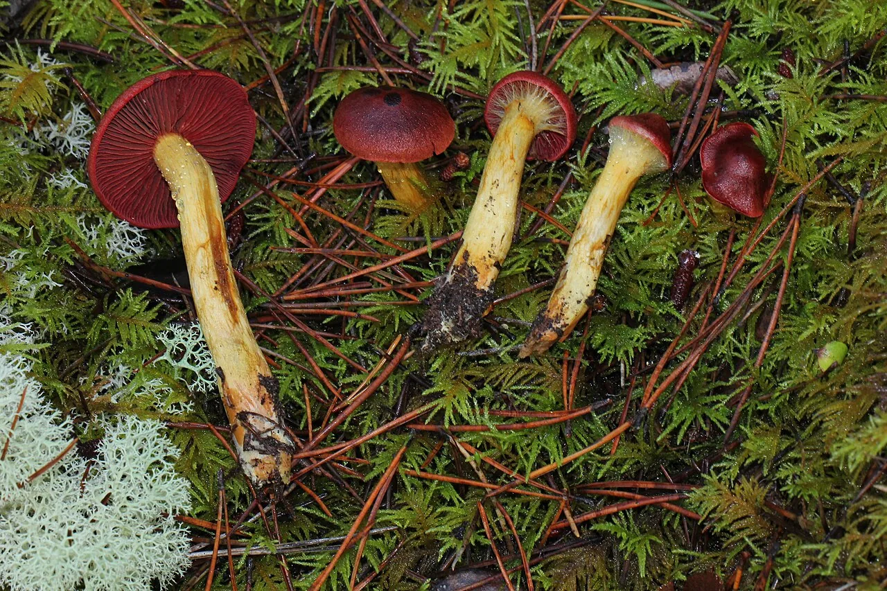 Cortinarius smithii (Cortinarius smithii) — photo mycologique