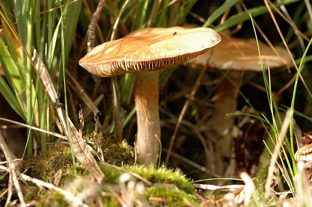 Cortinarius subbalaustinus (Cortinarius subbalaustinus) — photo mycologique