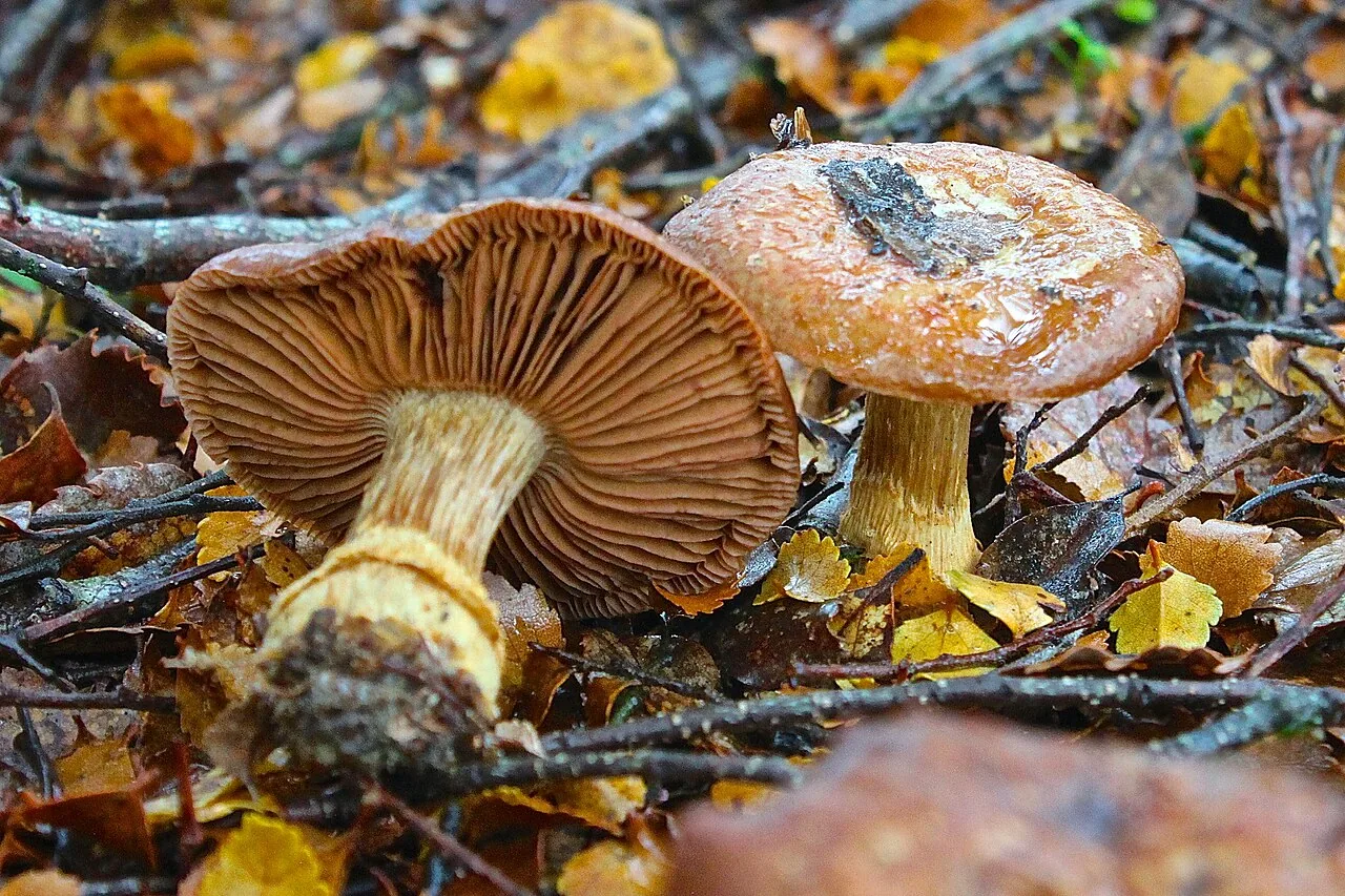 Cortinarius subcastanellus (Cortinarius subcastanellus) — photo mycologique