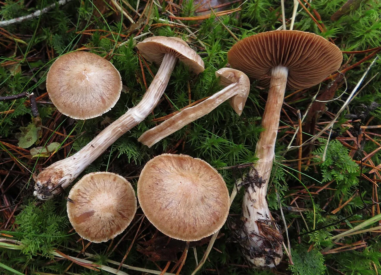 Cortinarius suberi (Cortinarius suberi) — photo mycologique