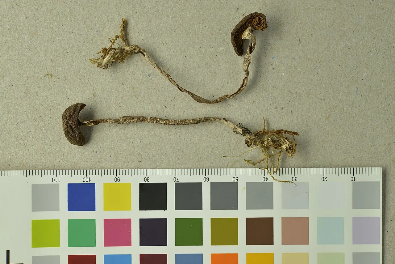 Cortinarius subheterocyclus (Cortinarius subheterocyclus) — photo mycologique