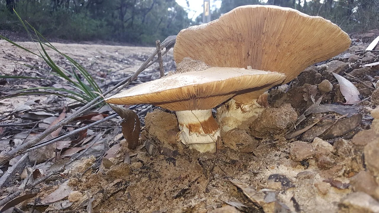 Cortinarius sublargus (Cortinarius sublargus) — photo mycologique