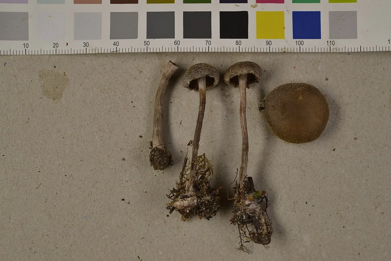 Cortinarius subpaleaceus (Cortinarius subpaleaceus) — photo mycologique