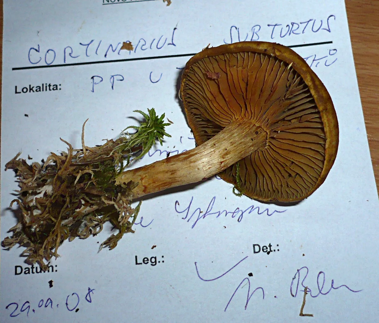 Cortinarius subtortus (Cortinarius subtortus) — photo mycologique