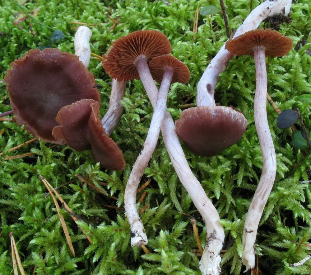 Cortinarius tortuosus (Cortinarius tortuosus) — photo mycologique