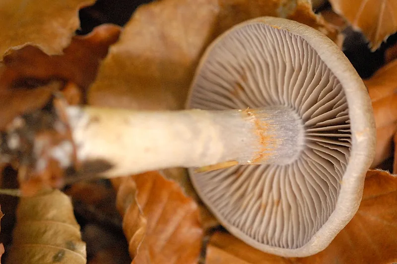Cortinarius torvus (Cortinarius torvus) — photo mycologique