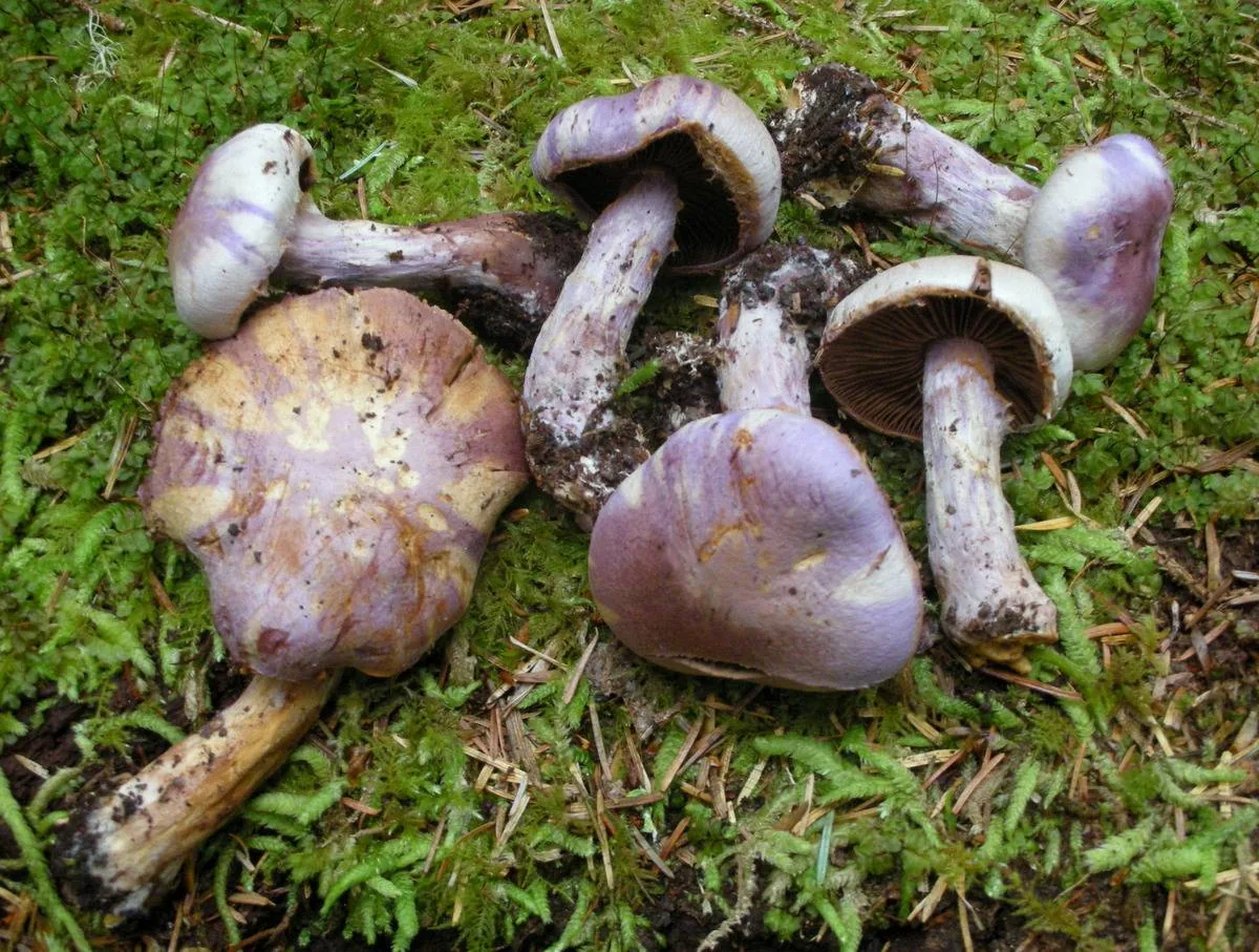 Cortinarius traganus (Cortinarius traganus) — photo mycologique