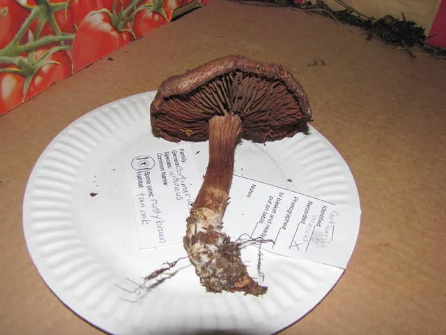Cortinarius uraceus (Cortinarius uraceus) — photo mycologique
