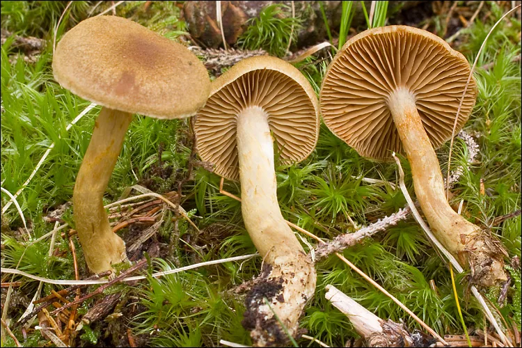 Cortinarius venetus (Cortinarius venetus) — photo mycologique