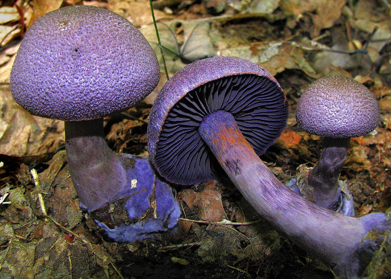 Cortinarius violaceus (Cortinarius violaceus) — photo mycologique