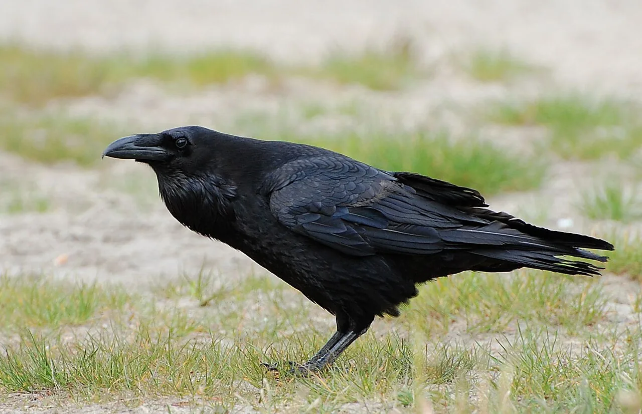 Grand corbeau (Corvus corax) — photo vertébré
