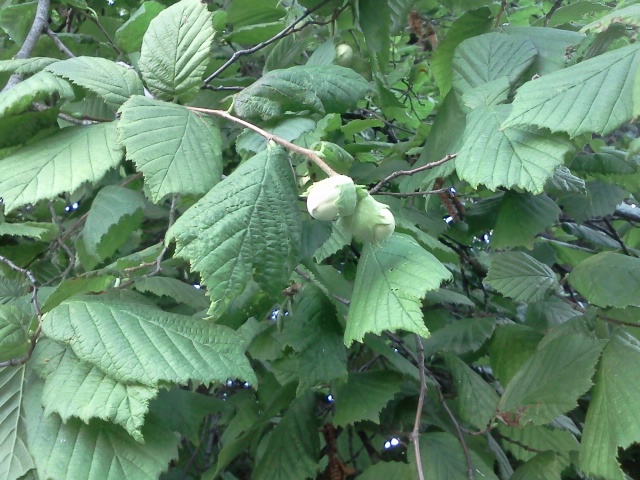 Noisetier (Corylus) — photo botanique