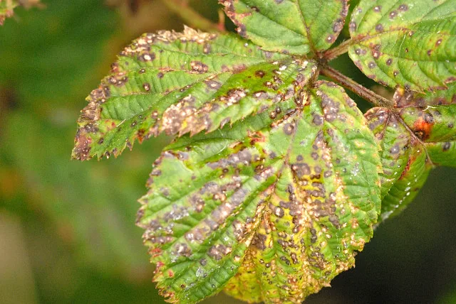 Coryneopsis tamaricis (Coryneopsis tamaricis) — photo mycologique