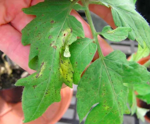 Corynespora cassiicola (Corynespora cassiicola) — photo mycologique