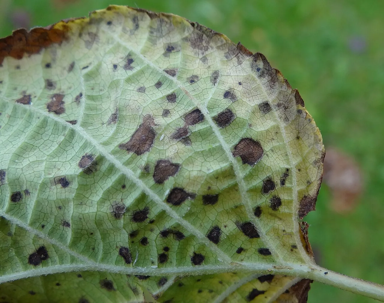 Corynespora cespitosa (Corynespora cespitosa) — photo mycologique