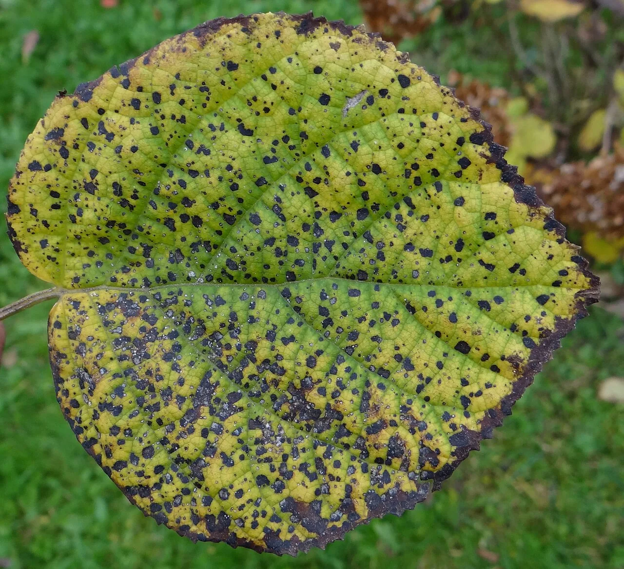Corynespora citricola (Corynespora citricola) — photo mycologique