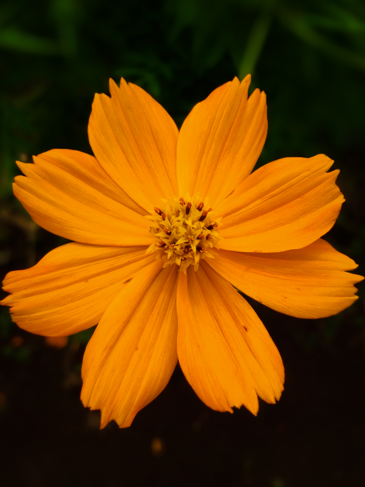 Cosmos (Cosmos) — photo botanique