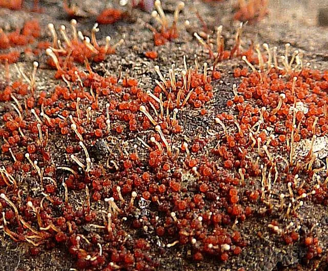 Cosmospora scruposae (Cosmospora scruposae) — photo mycologique