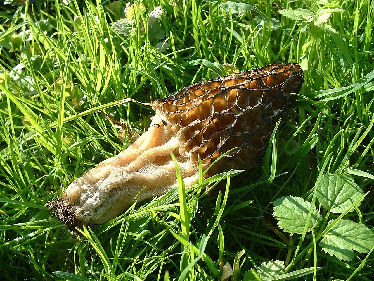 Costantinella athrix (Costantinella athrix) — photo mycologique