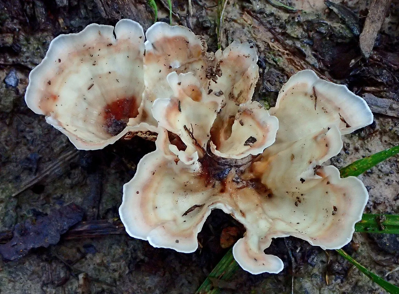 Cotylidia diaphana (Cotylidia diaphana) — photo mycologique