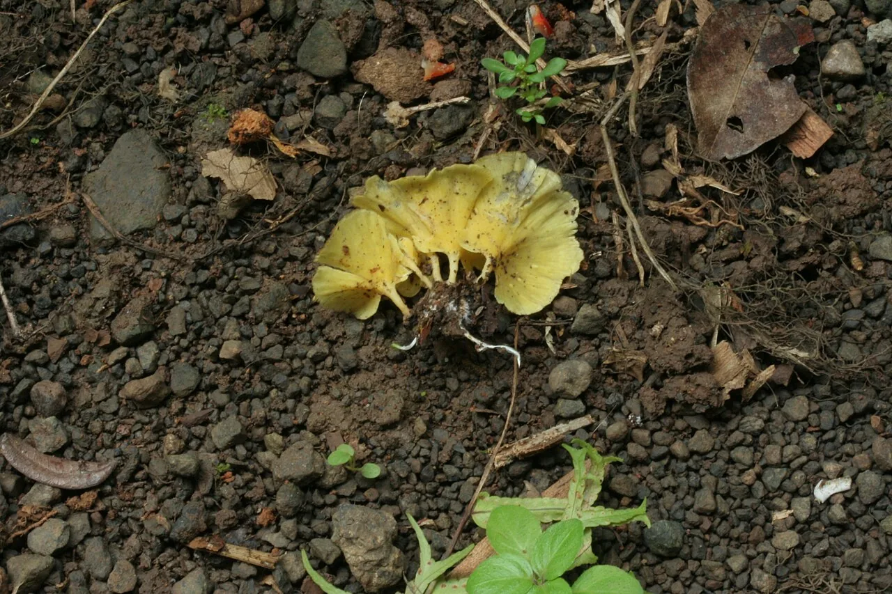 Cotylidia pusiola (Cotylidia pusiola) — photo mycologique