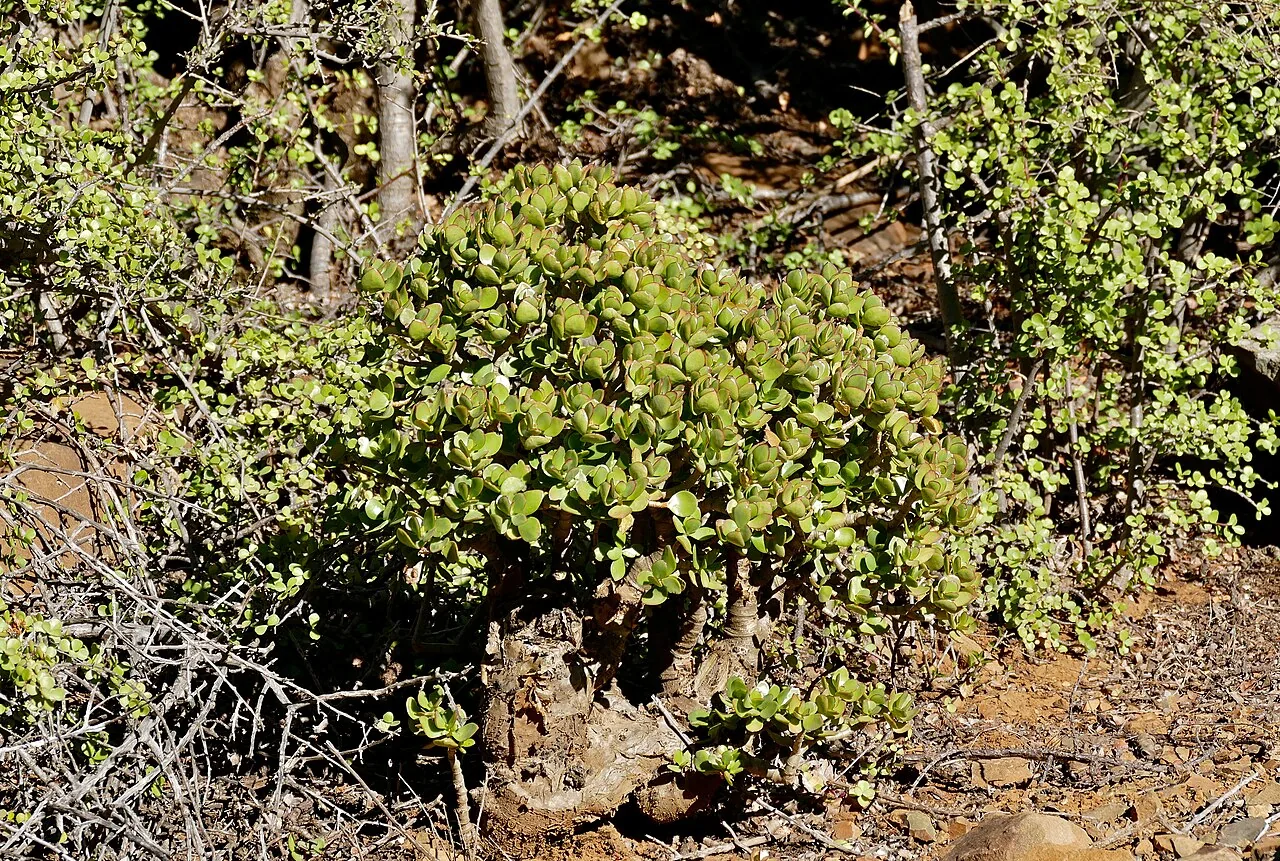 Arbre de jade (Crassula ovata) : photo botanique