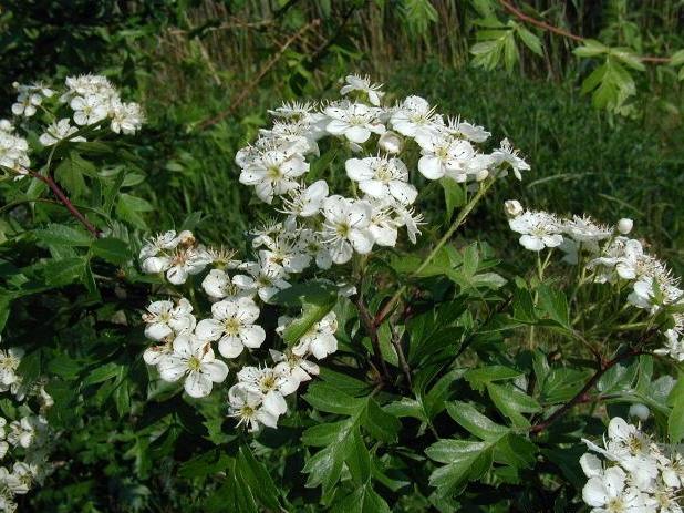 Aubépine (Crataegus) — photo botanique