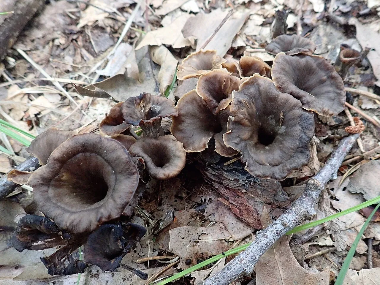 Craterellus caeruleofuscus (Craterellus caeruleofuscus) — photo mycologique