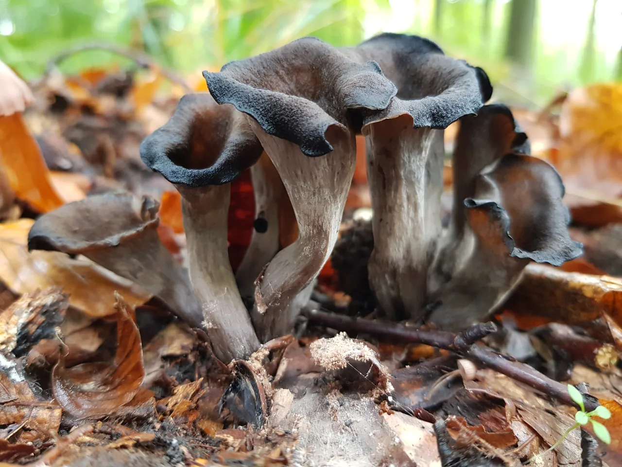 Craterellus cornucopioides (Craterellus cornucopioides) — photo mycologique