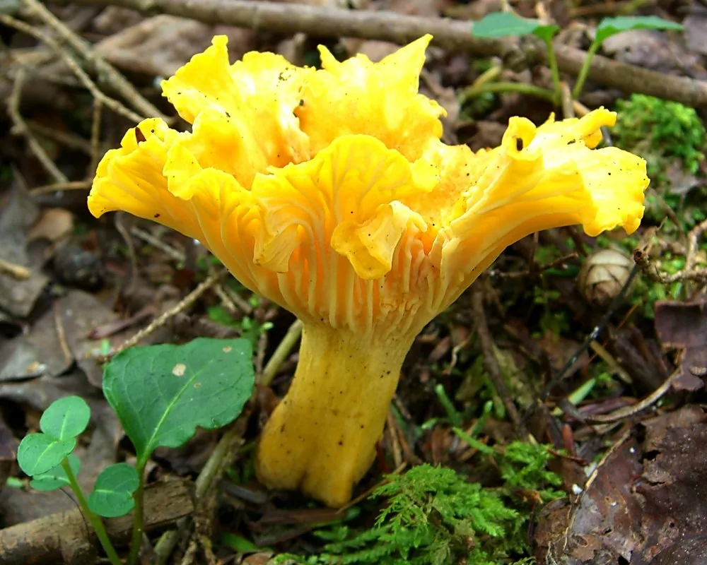 Craterellus ignicolor (Craterellus ignicolor) — photo mycologique