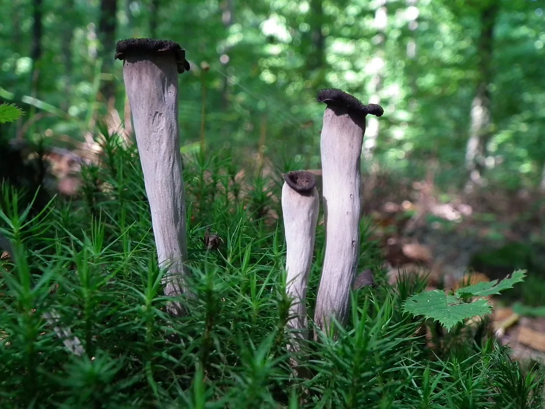 Craterellus subperforatus (Craterellus subperforatus) — photo mycologique