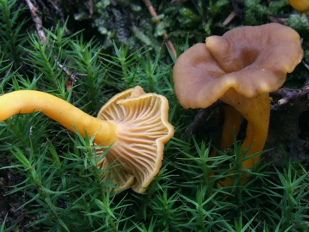 Craterellus tubaeformis (Craterellus tubaeformis) — photo mycologique
