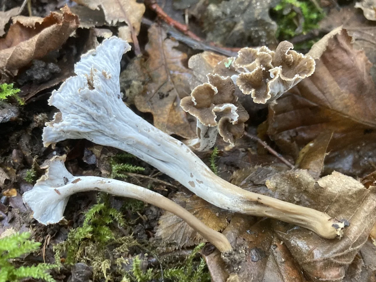 Craterellus undulatus (Craterellus undulatus) — photo mycologique