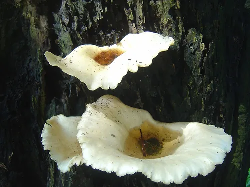 Crepidotus applanatus (Crepidotus applanatus) — photo mycologique