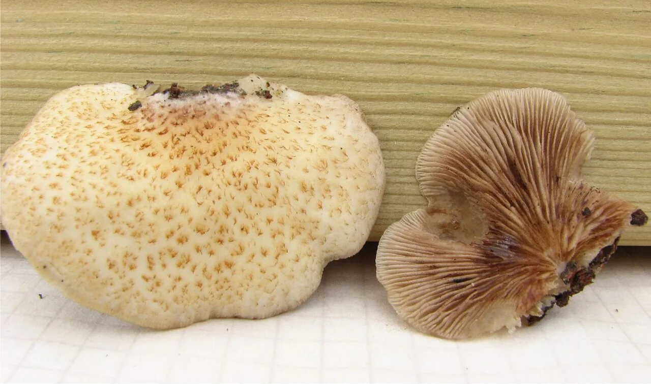 Crepidotus calolepis (Crepidotus calolepis) — photo mycologique