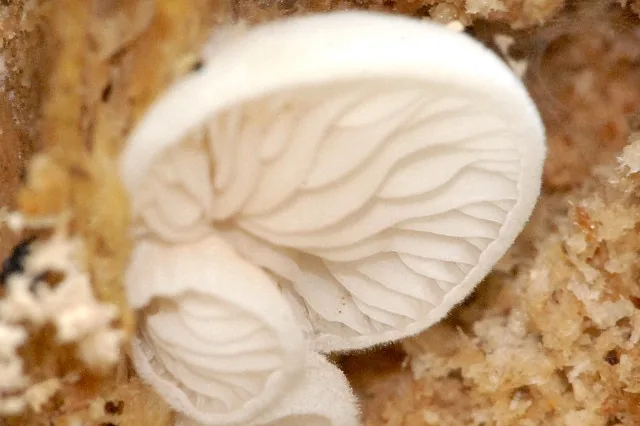 Crepidotus cesatii (Crepidotus cesatii) — photo mycologique