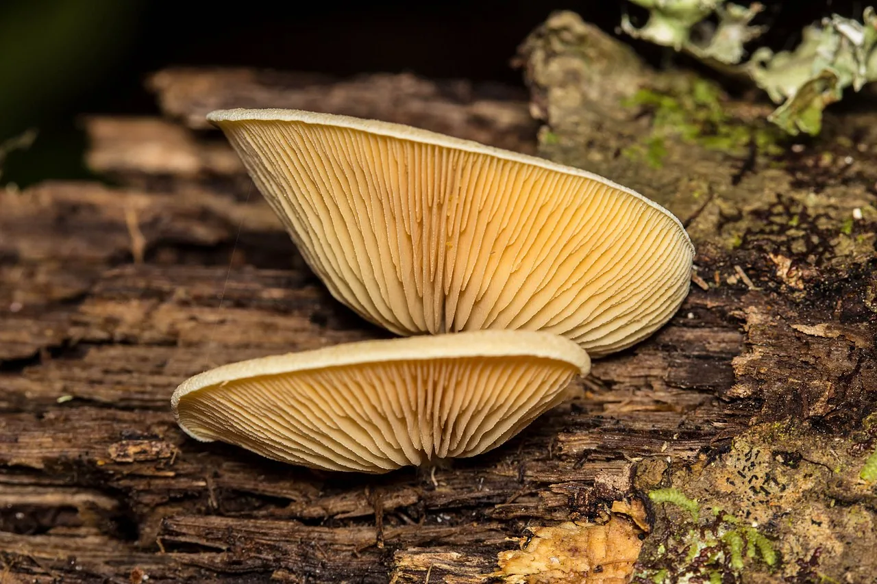 Crepidotus crocophyllus (Crepidotus crocophyllus) — photo mycologique