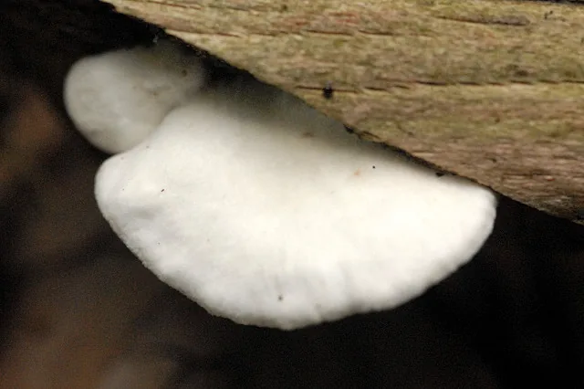 Crepidotus mollis (Crepidotus mollis) — photo mycologique