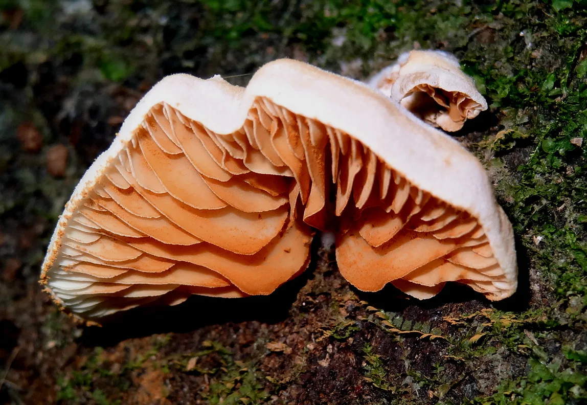 Crepidotus roseus (Crepidotus roseus) — photo mycologique