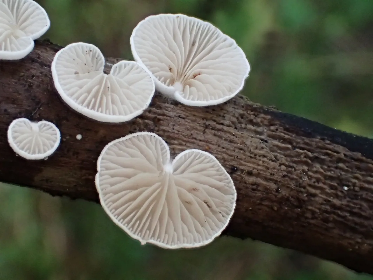 Crepidotus subverrucisporus (Crepidotus subverrucisporus) — photo mycologique