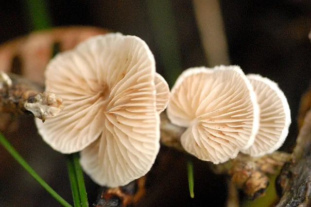 Crepidotus uber (Crepidotus uber) — photo mycologique