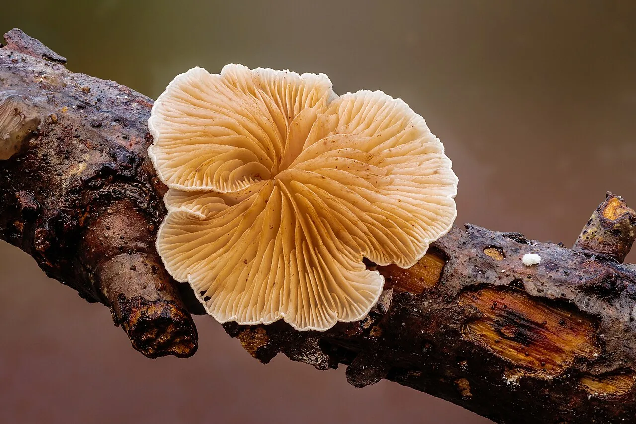 Crepidotus variabilis (Crepidotus variabilis) — photo mycologique