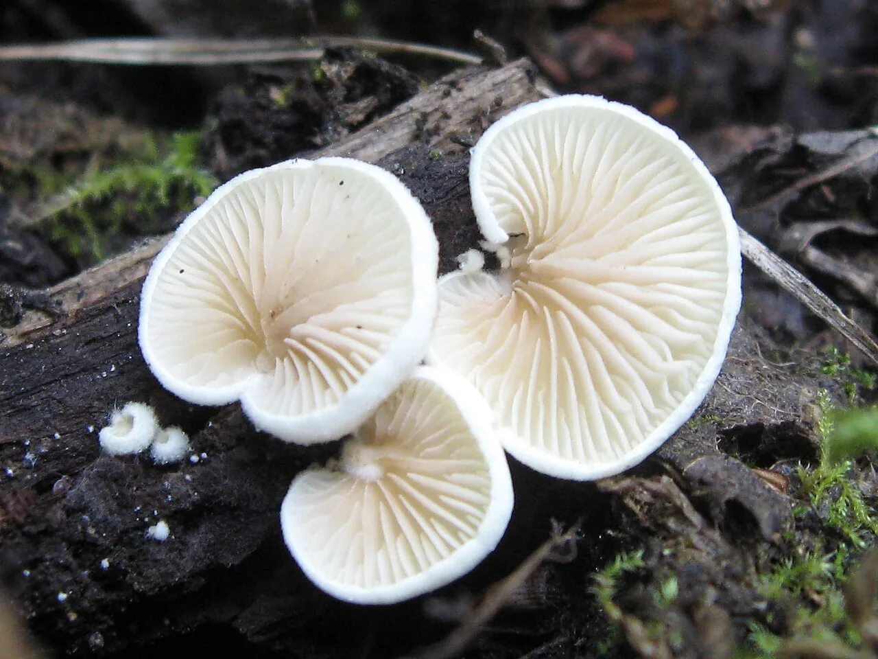 Crepidotus versutus (Crepidotus versutus) — photo mycologique