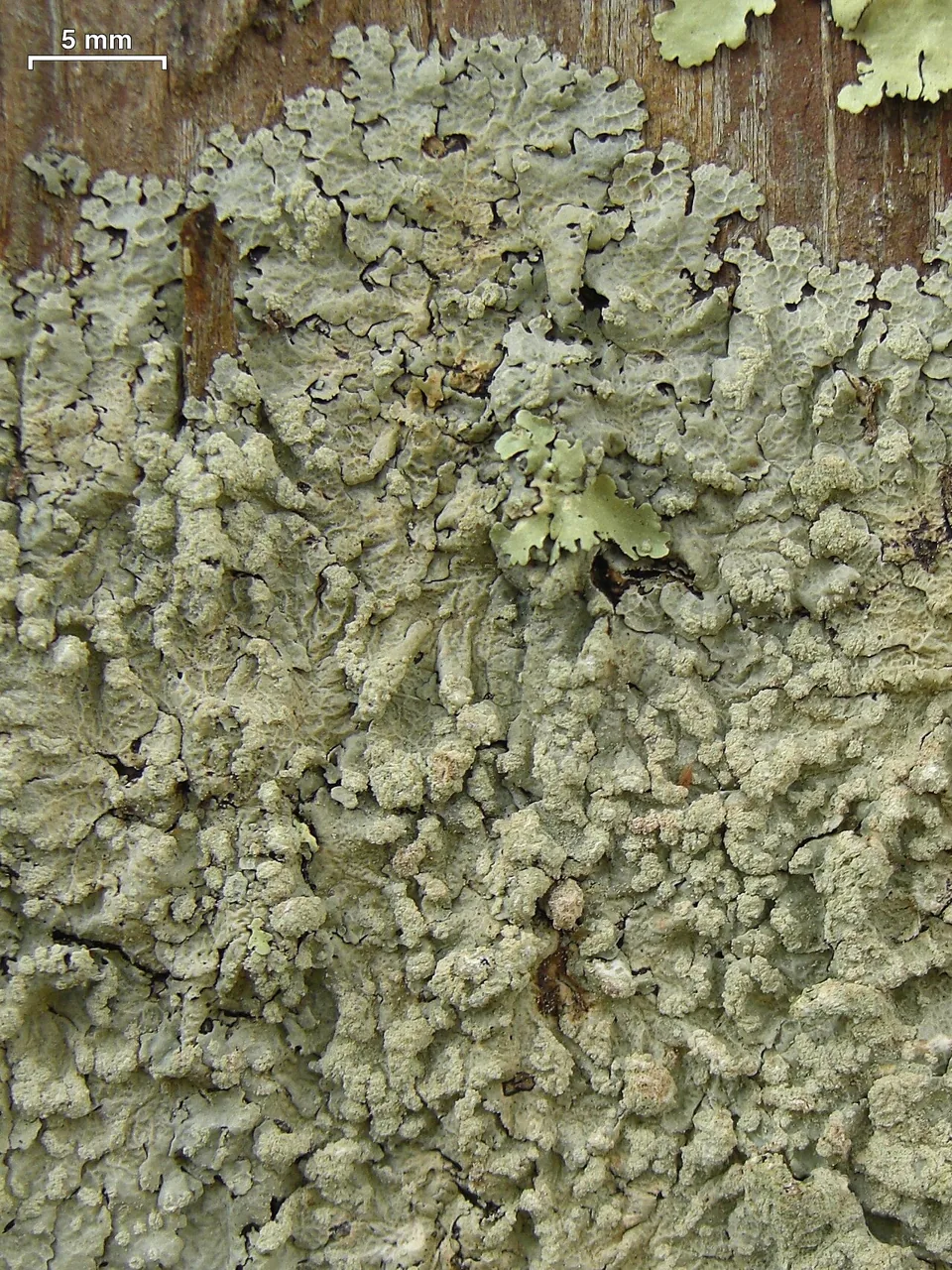 Crespoa inhaminensis (Crespoa inhaminensis) — photo mycologique
