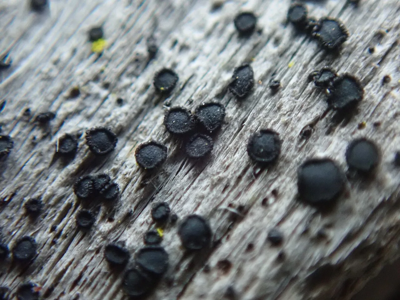 Cresponea flava (Cresponea flava) — photo mycologique