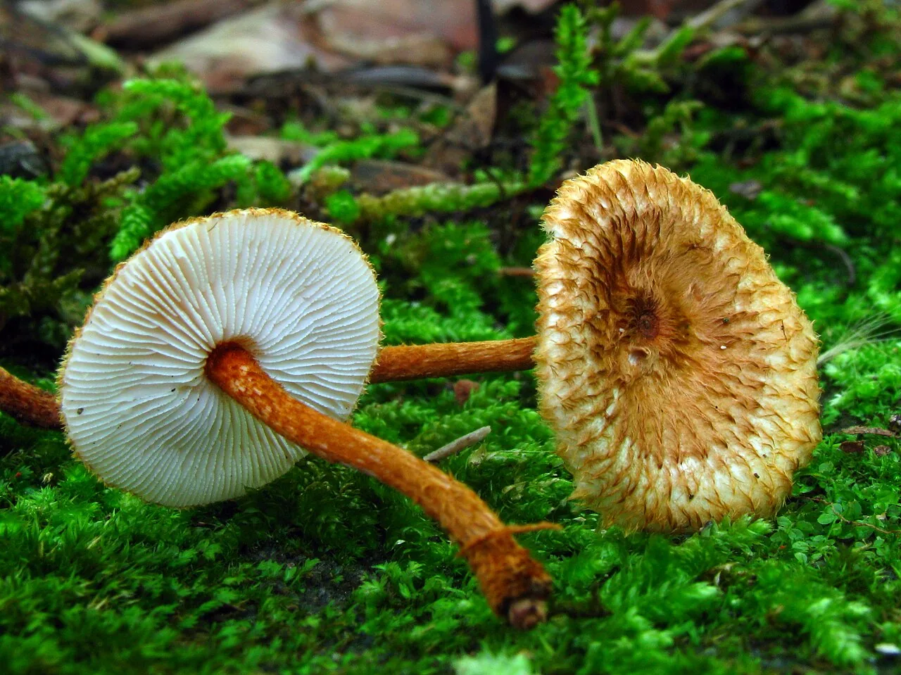 Crinipellis nigrolamellata (Crinipellis nigrolamellata) — photo mycologique